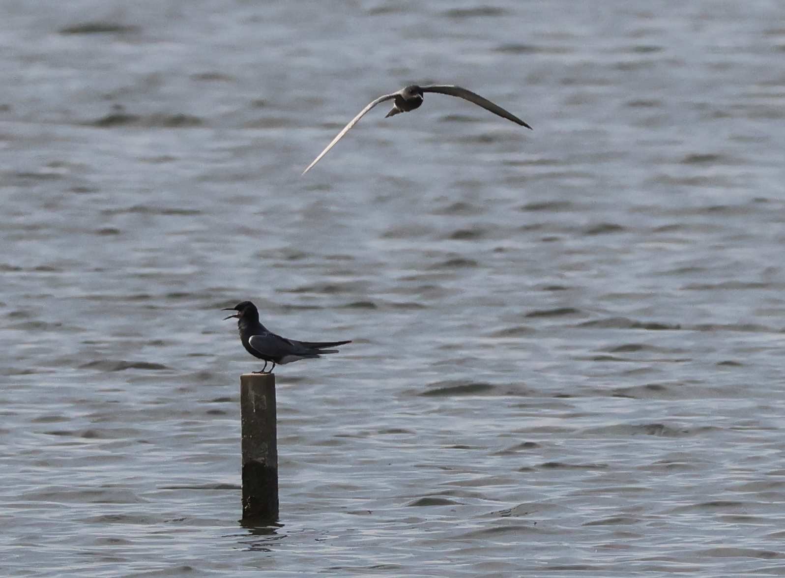 Black Tern