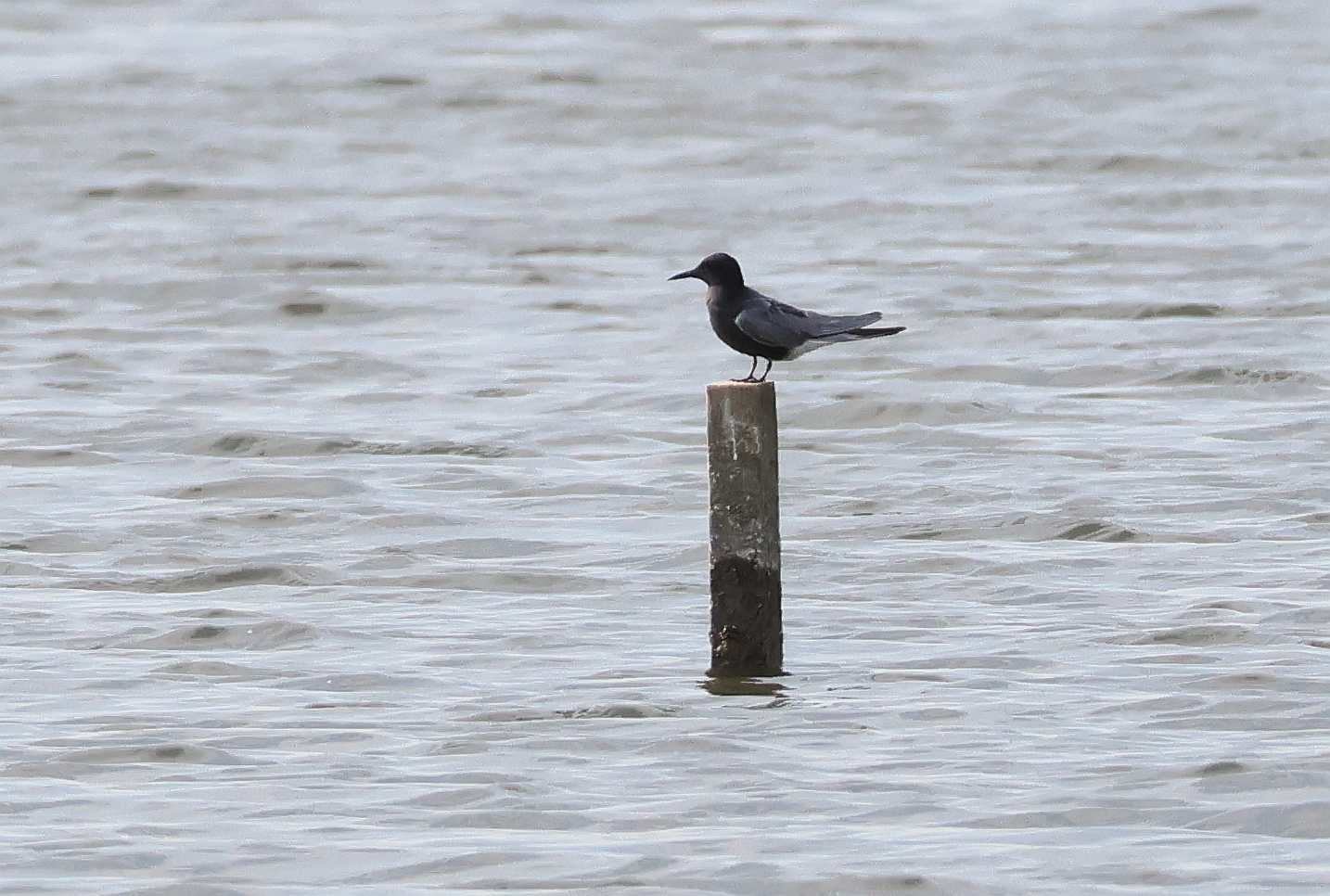 Black Tern