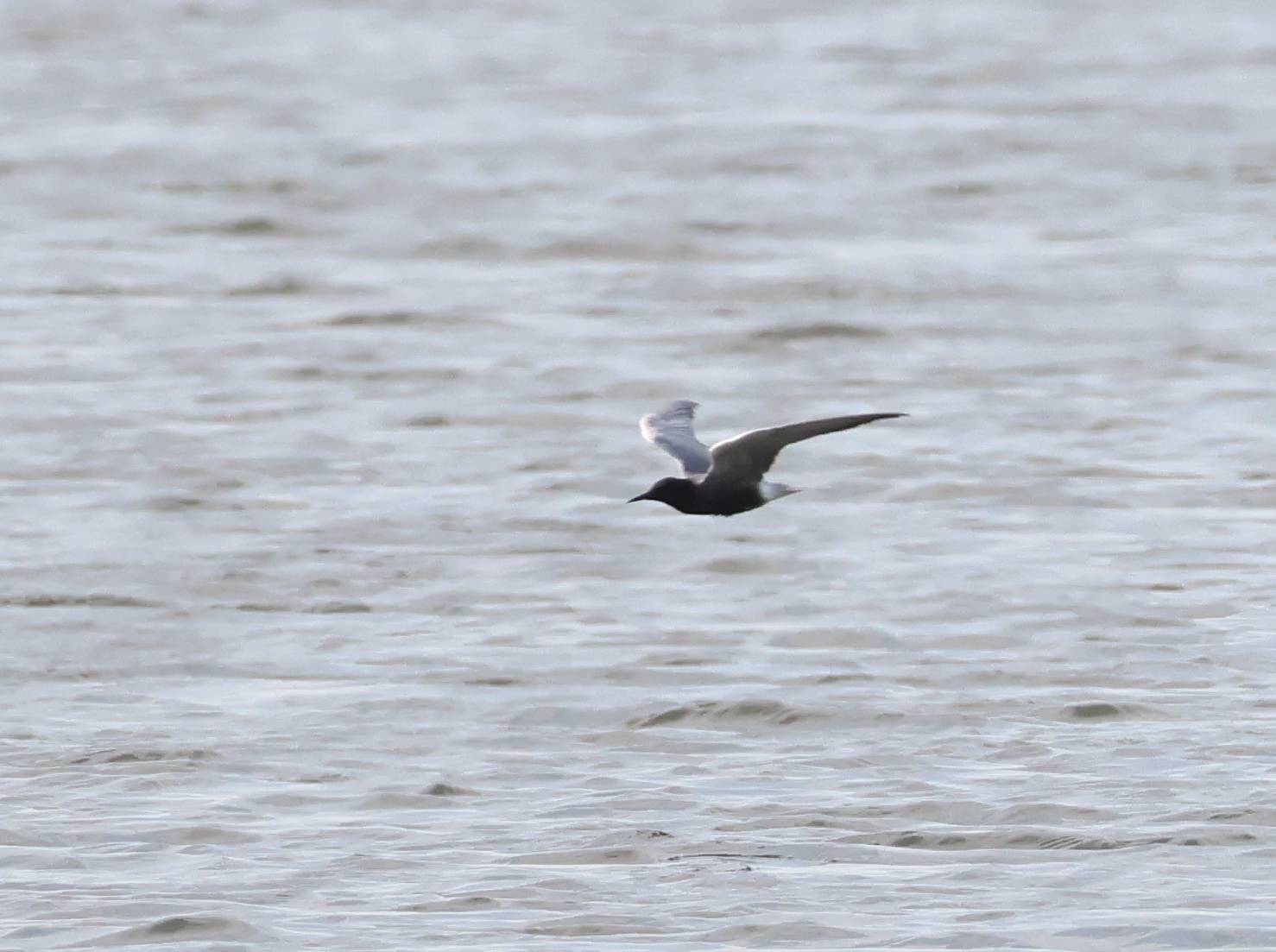 Black Tern