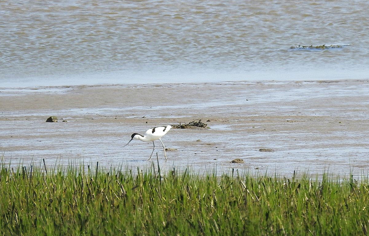Avocet