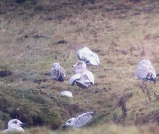 Glaucous Gull