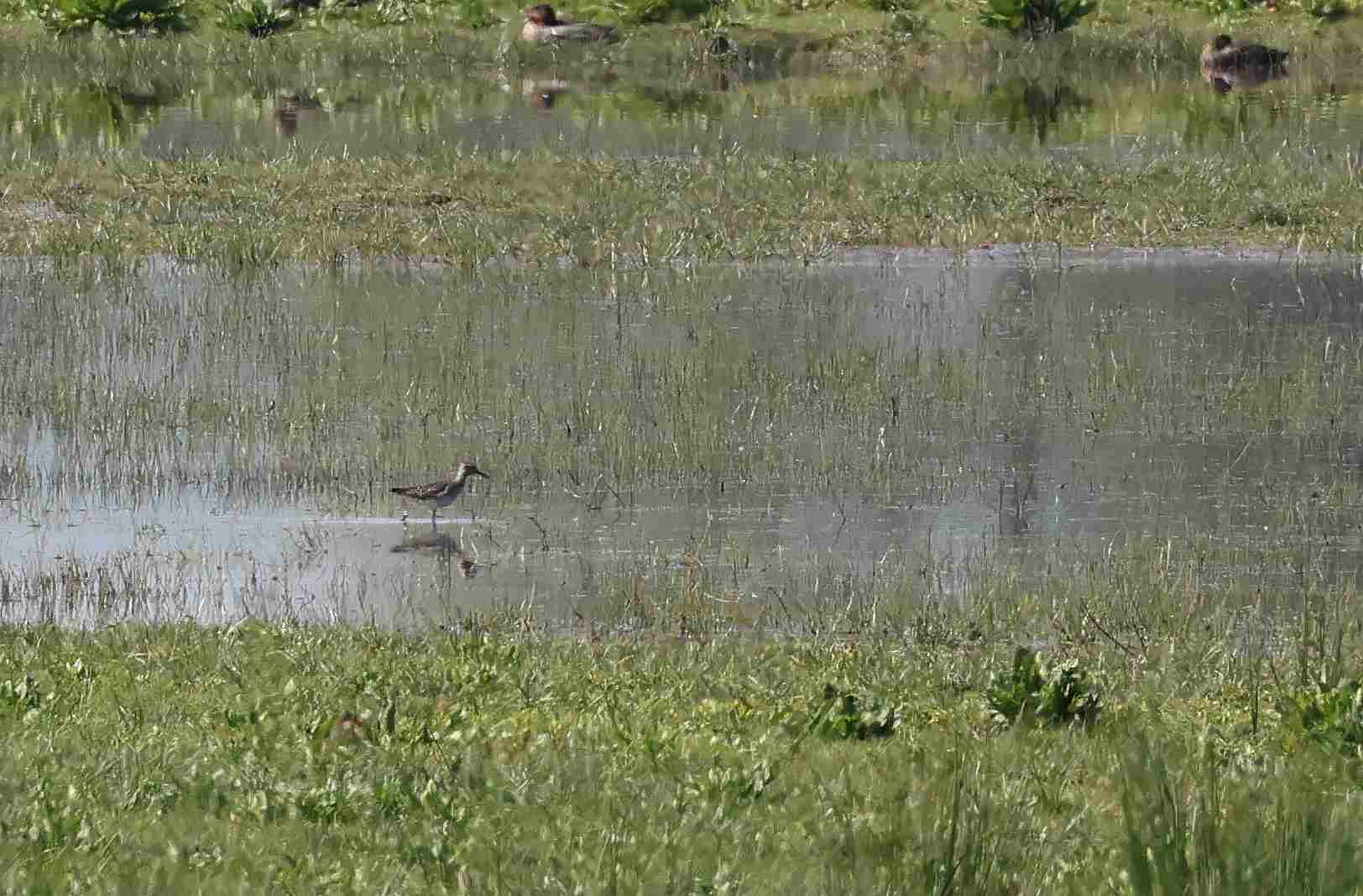 Wood Sandpiper