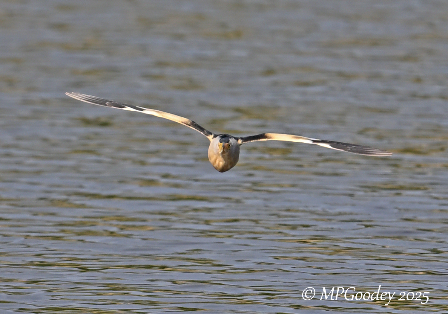 Little Bittern