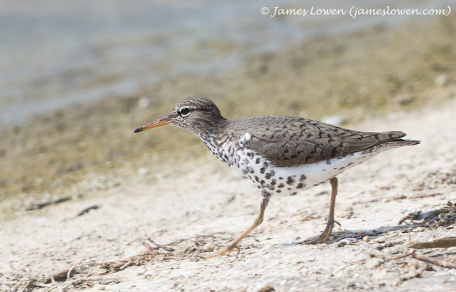 Spotted Sandpiper