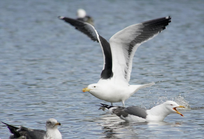 Cape Gull