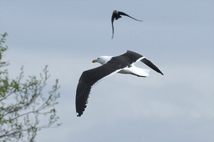 Cape Gull