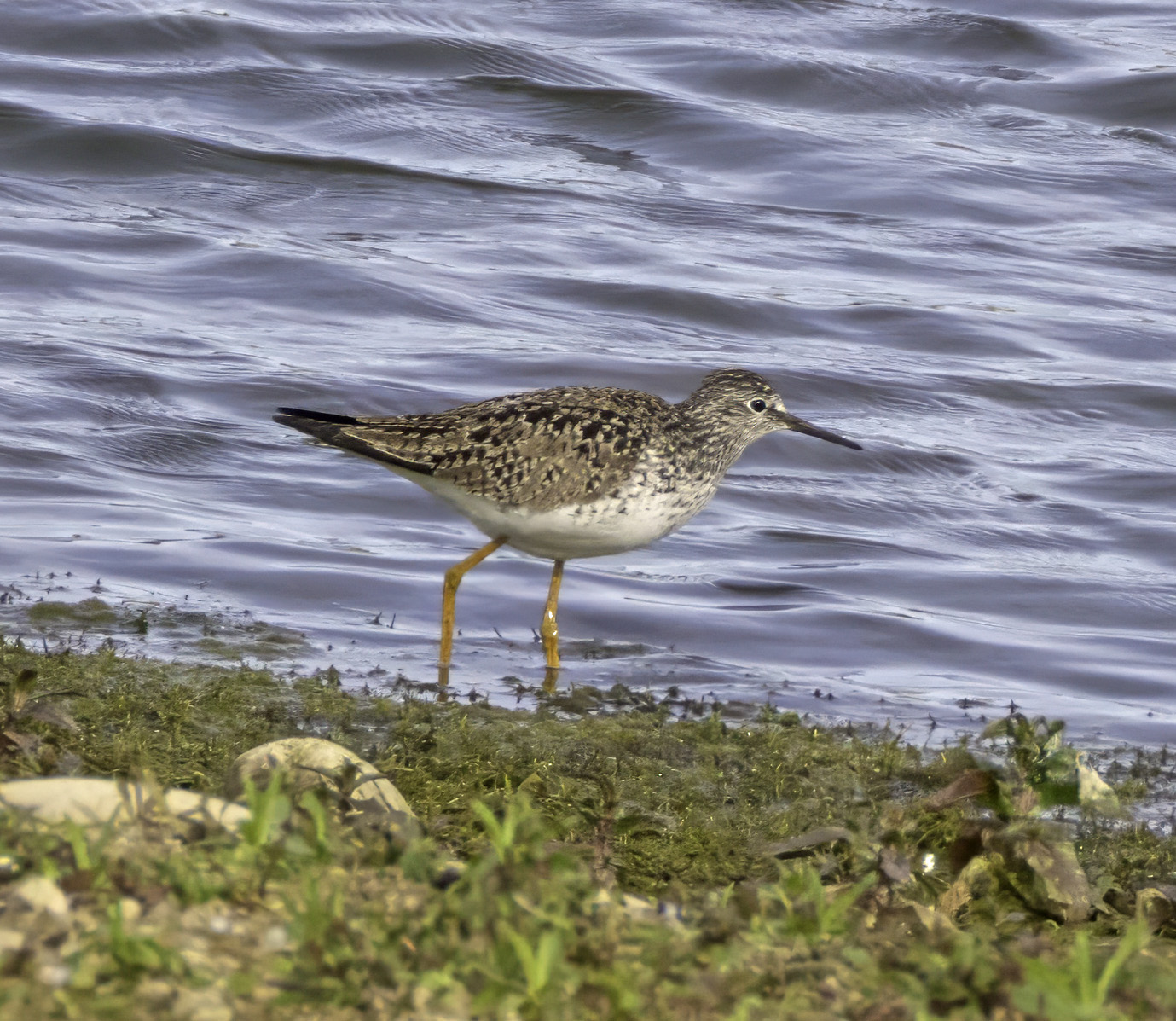 Lesser Yellowlegs