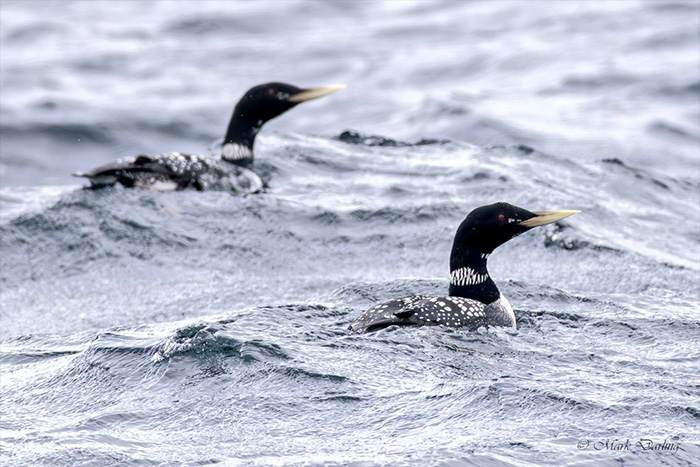 White-billed Diver