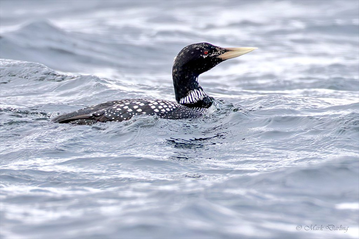 White-billed Diver