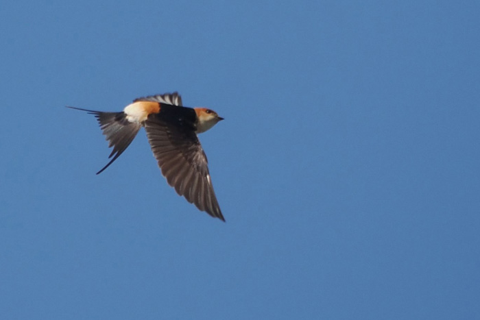 Red-rumped Swallow
