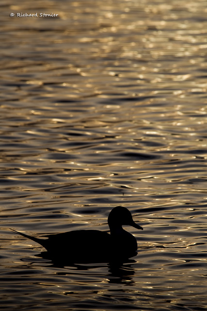 Pintail
