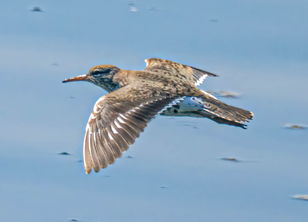 Spotted Sandpiper