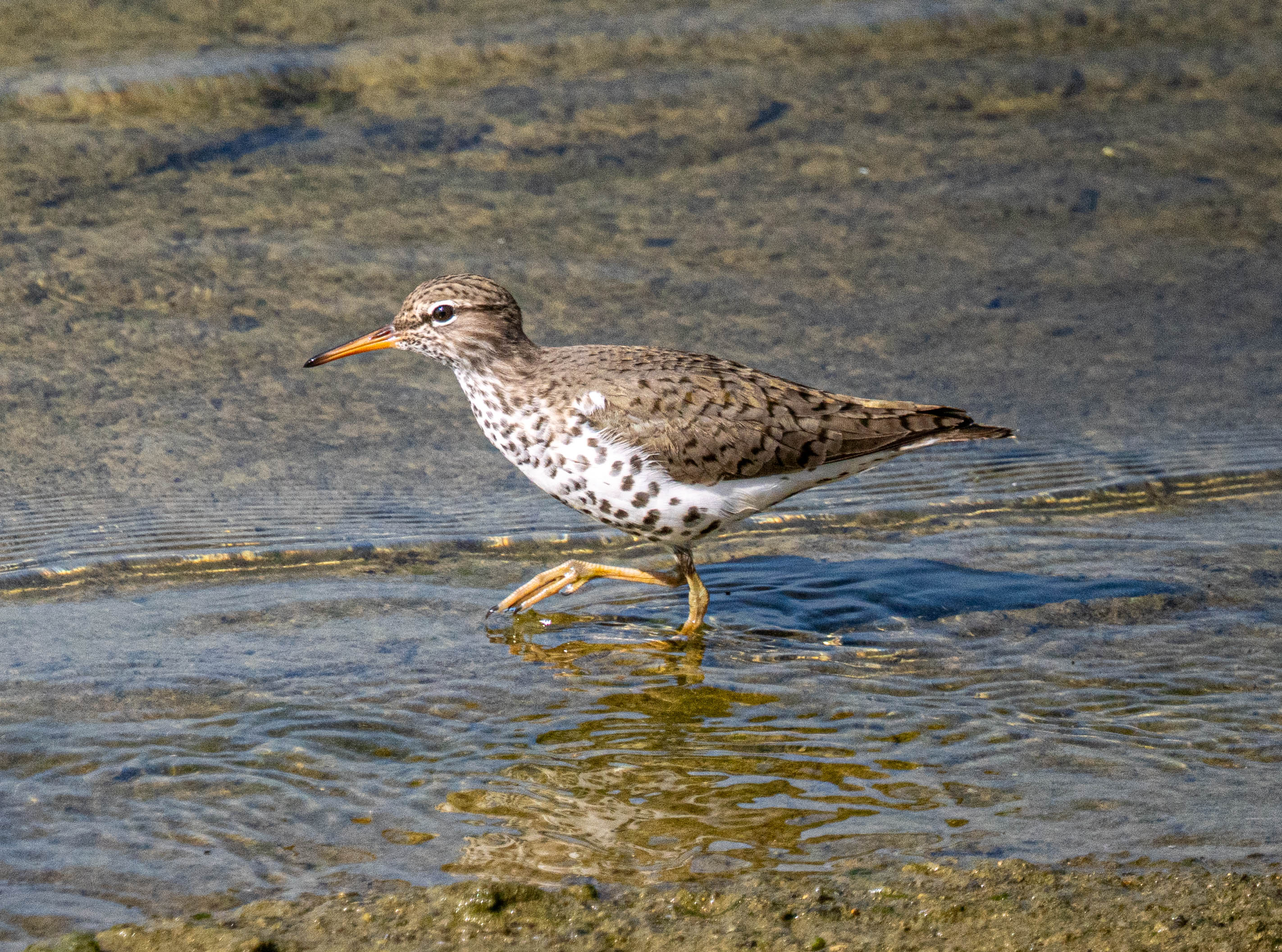 Spotted Sandpiper