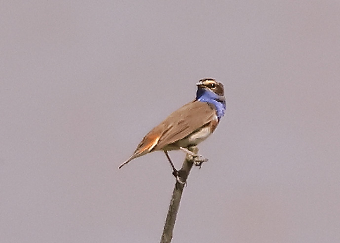 White-spotted Bluethroat