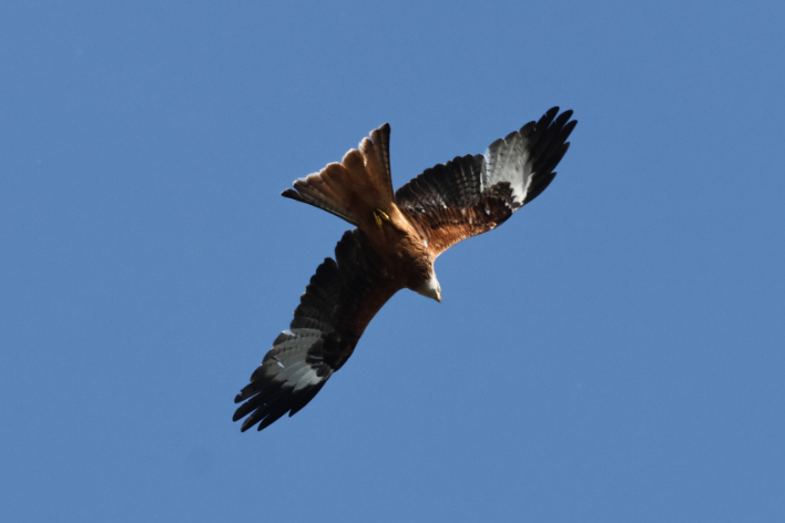 Red Kite