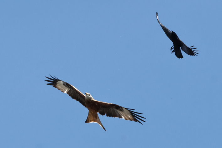 Red Kite