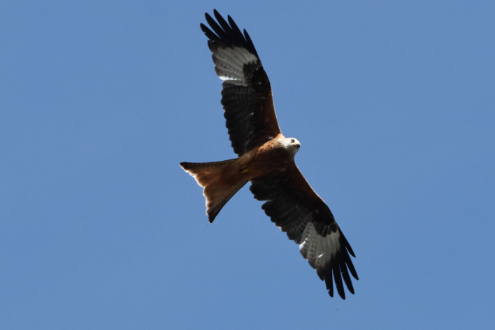 Red Kite