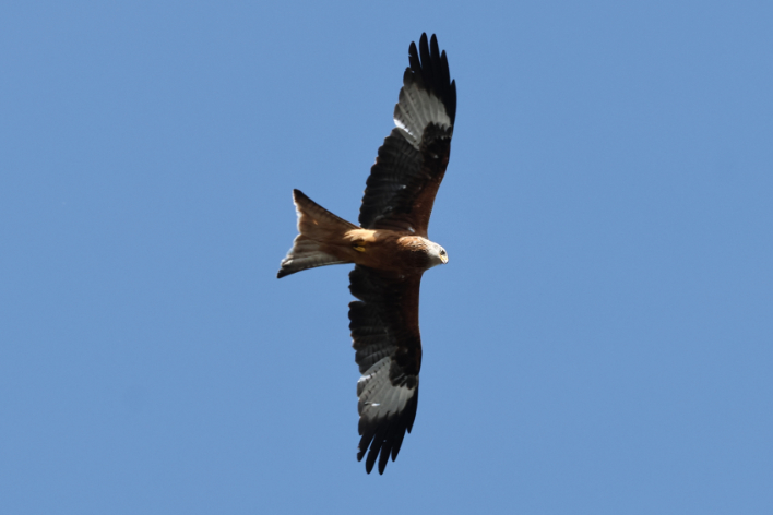 Red Kite