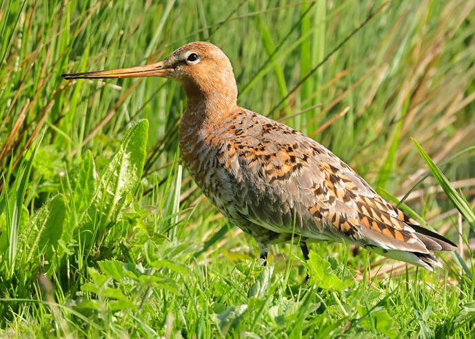 Black-tailed Godwit