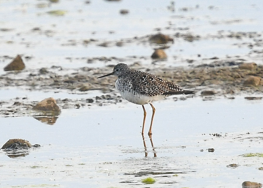 Lesser Yellowlegs