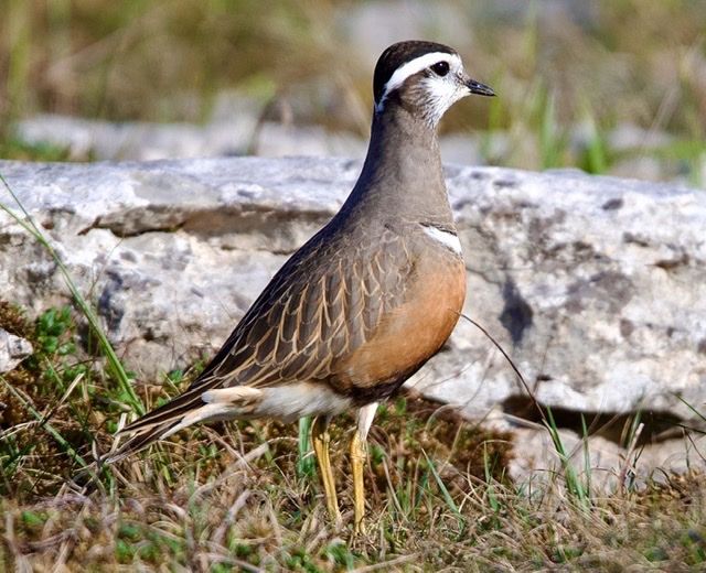 Dotterel