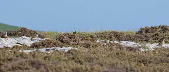 Dotterel