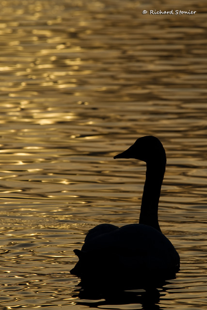 Whooper Swan