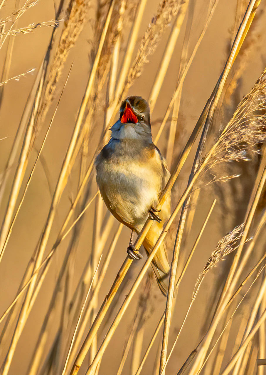 Great Reed Warbler