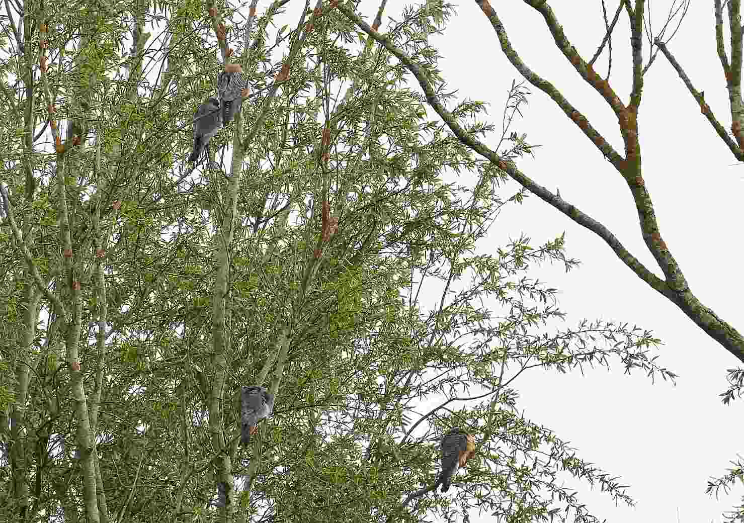 Red-footed Falcon