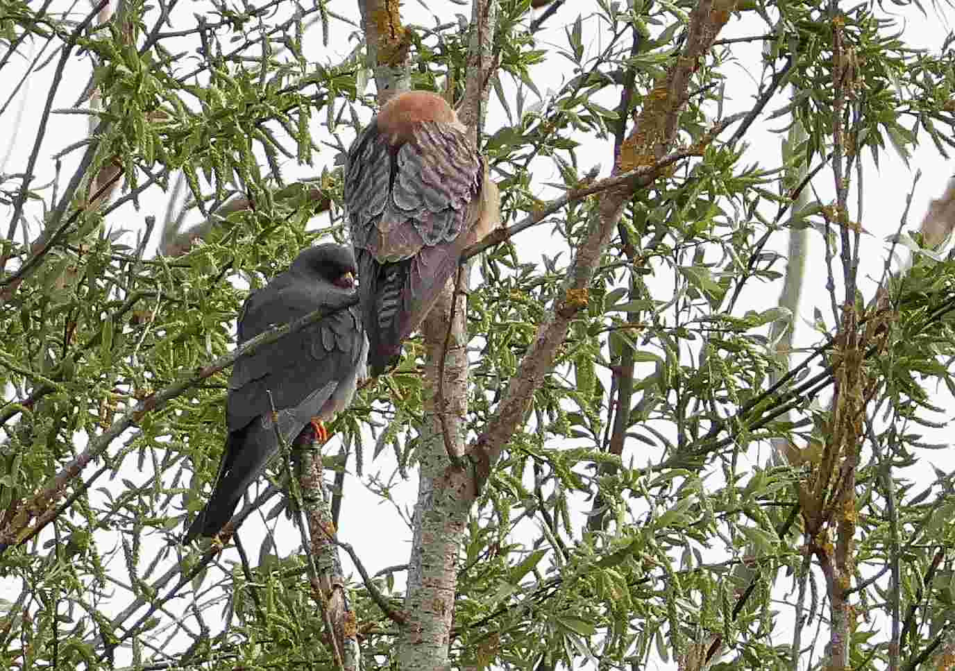 Red-footed Falcon