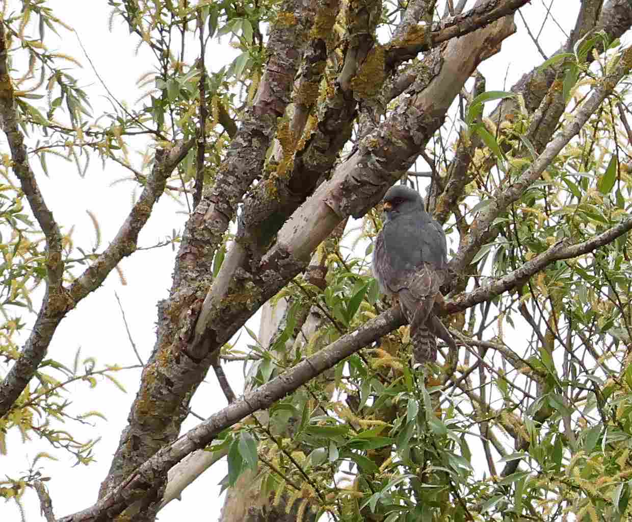 Red-footed Falcon