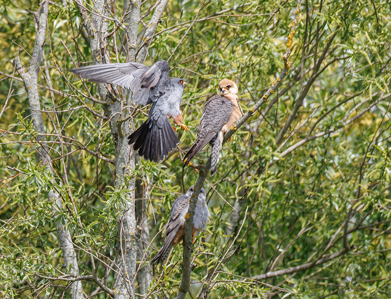 Red-footed Falcon
