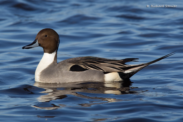 Pintail