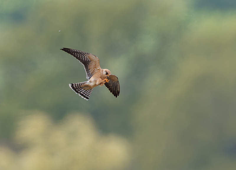 Red-footed Falcon