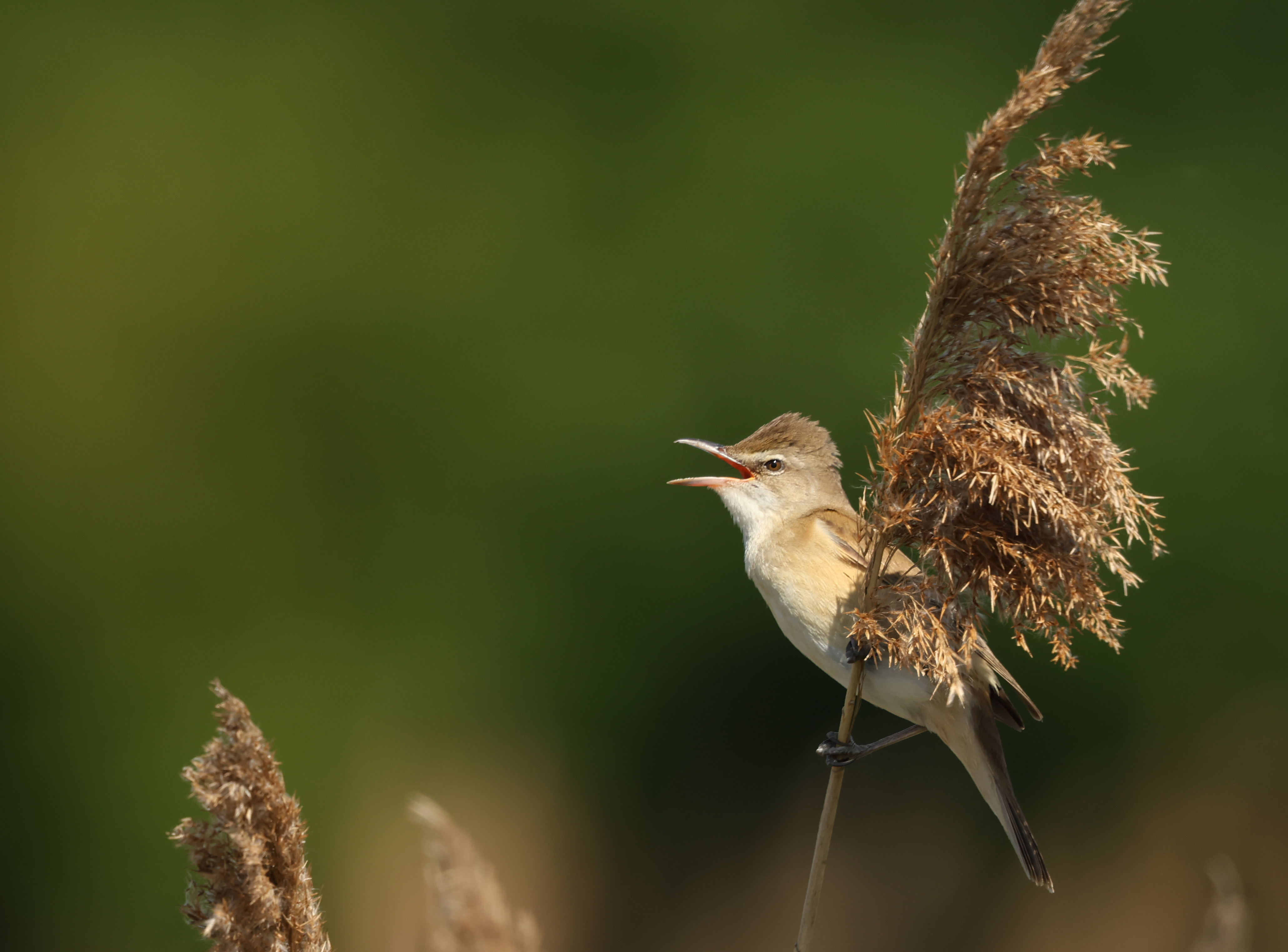 Great Reed Warbler