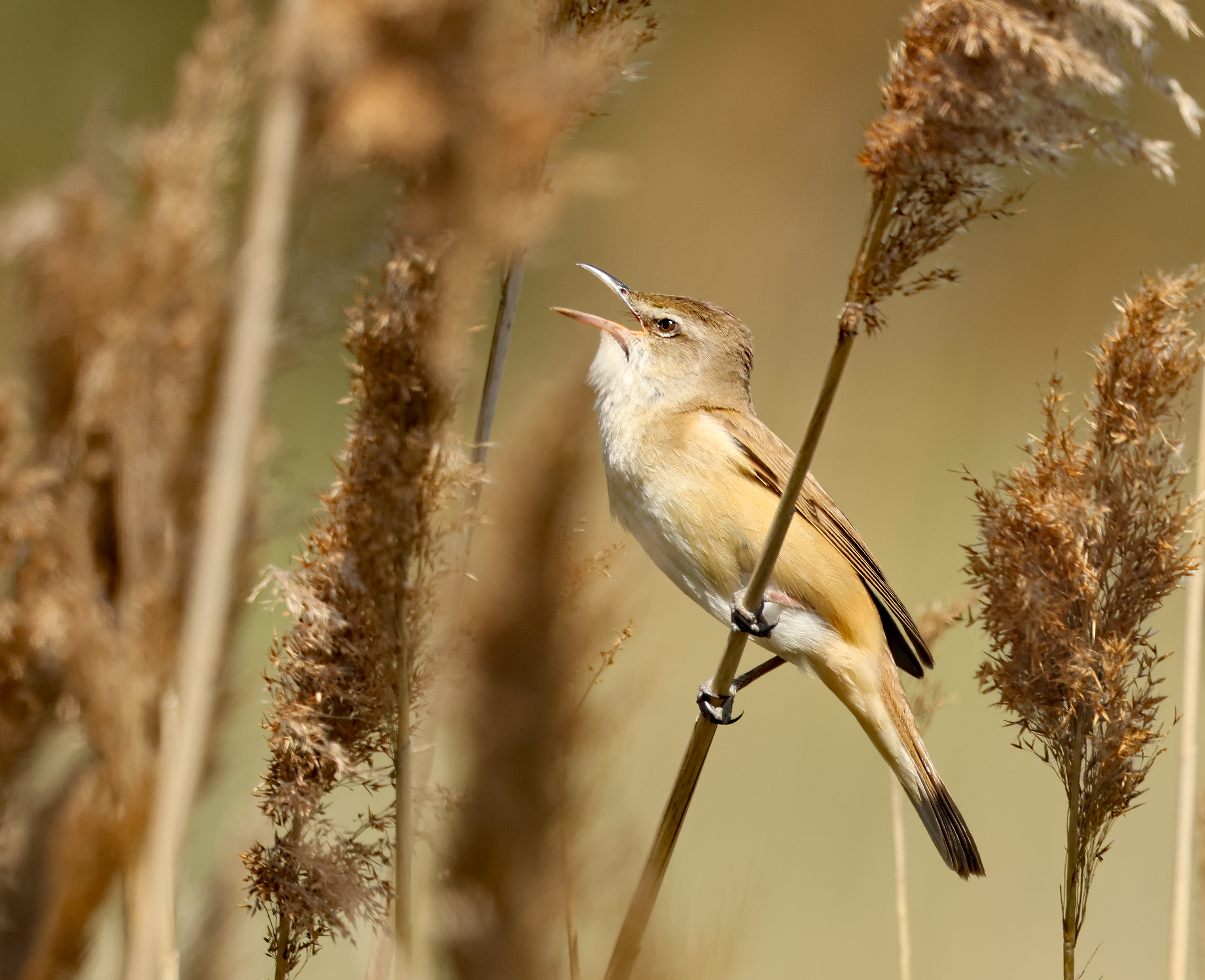 Great Reed Warbler