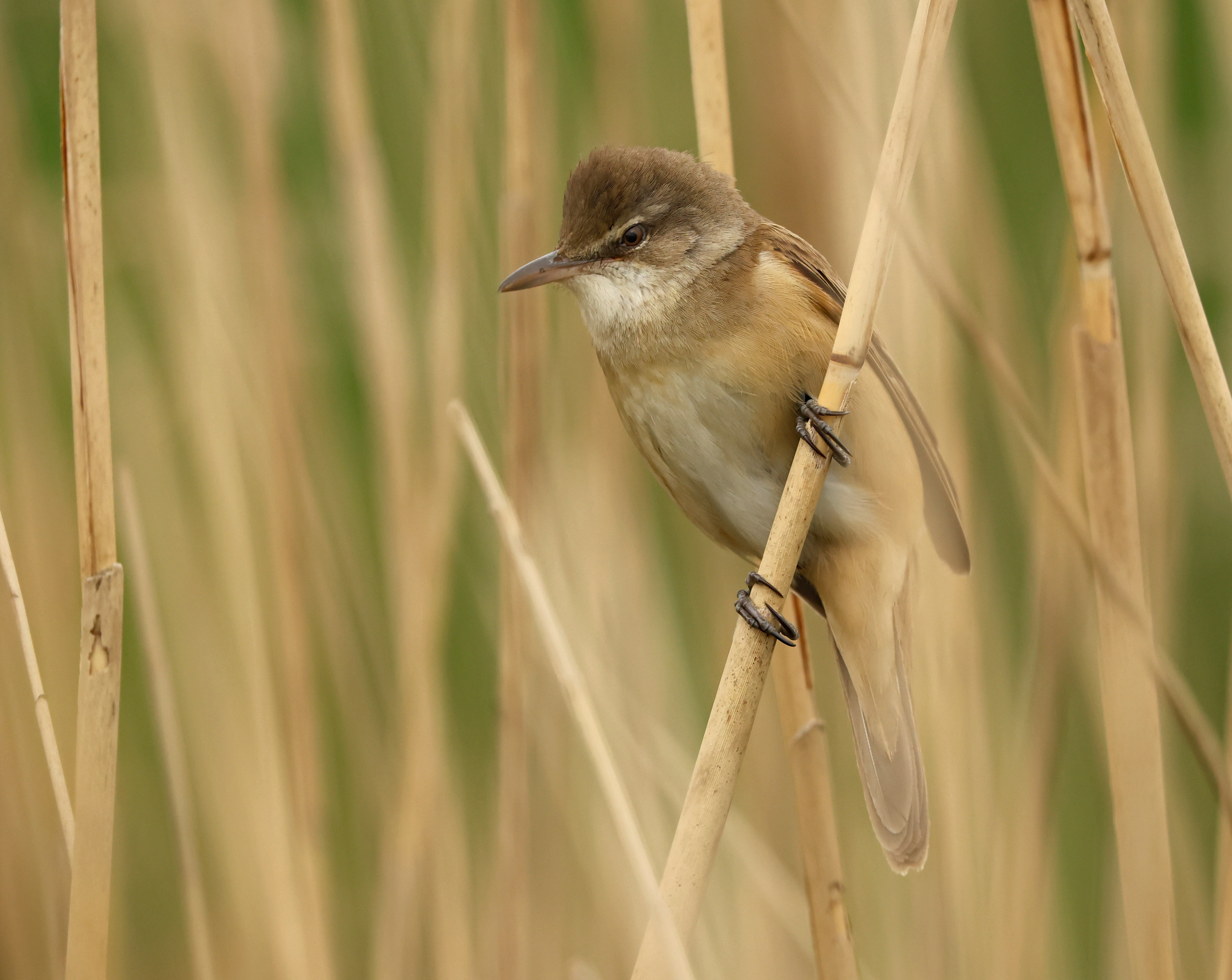 Great Reed Warbler