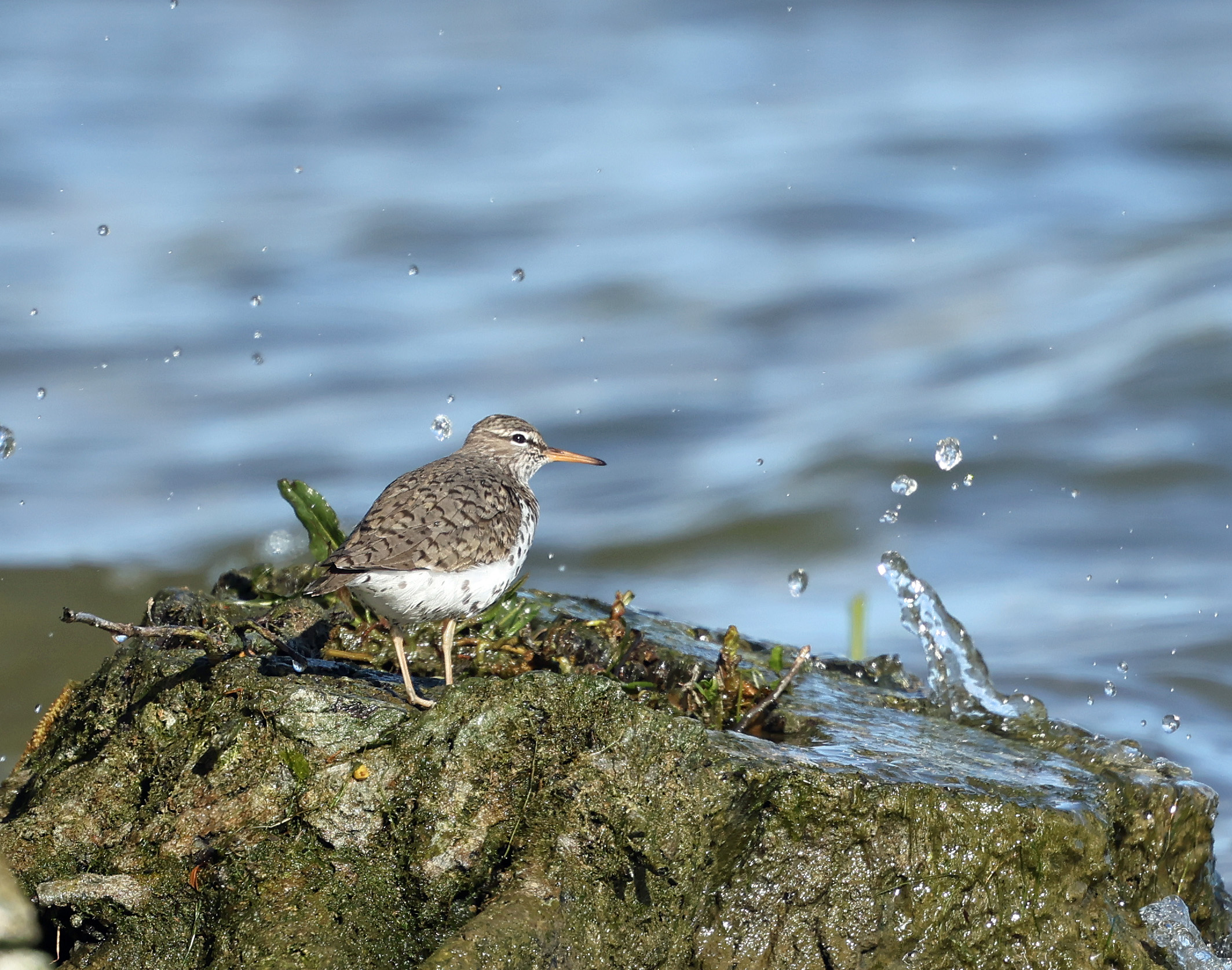 Spotted Sandpiper