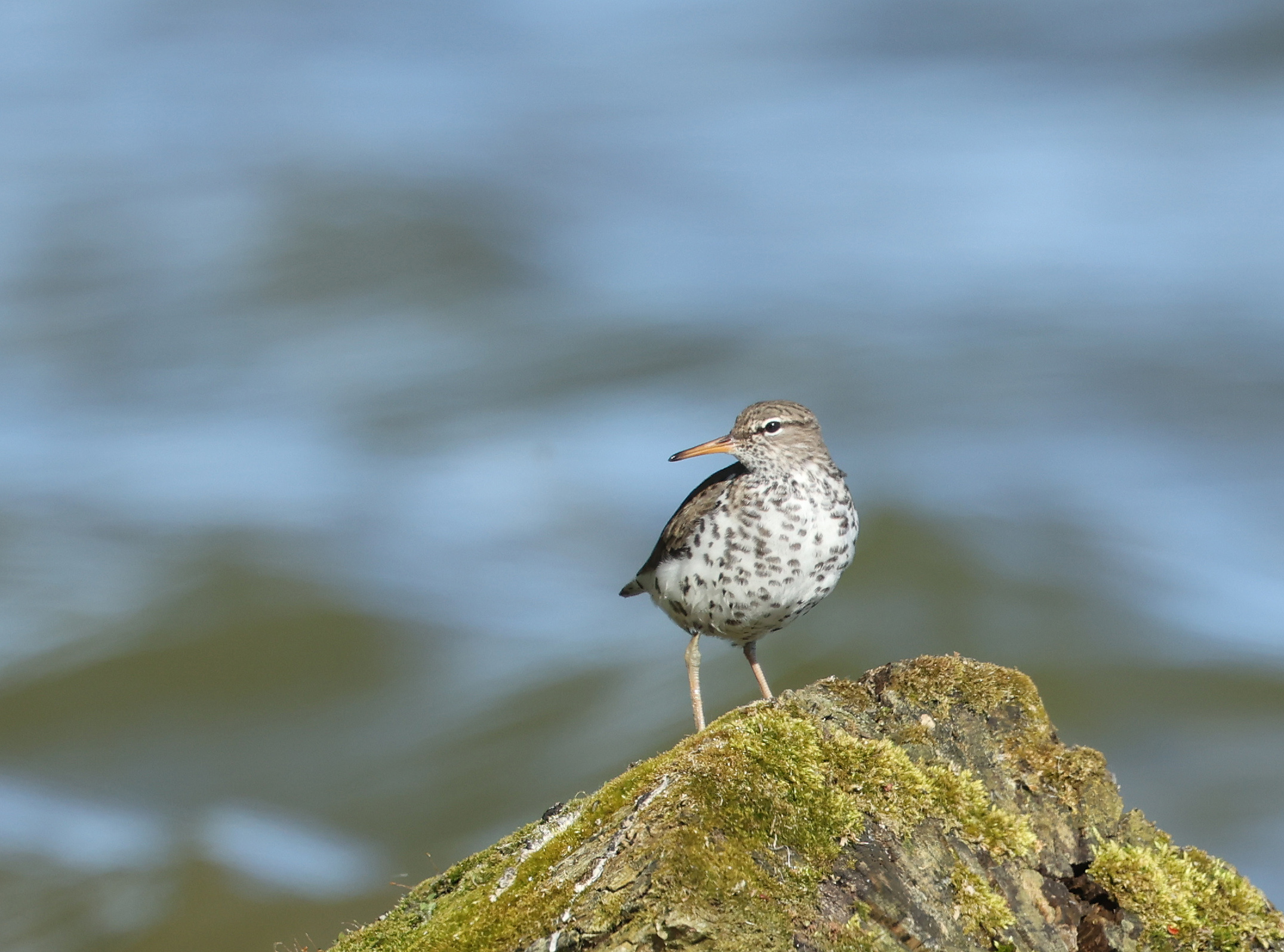 Spotted Sandpiper
