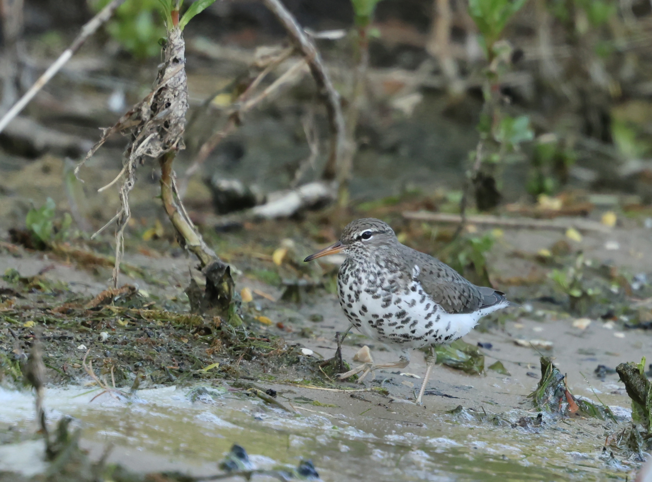 Spotted Sandpiper