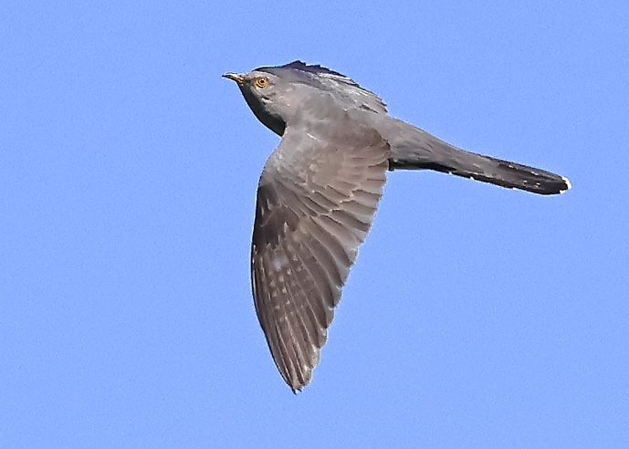 Cuckoo