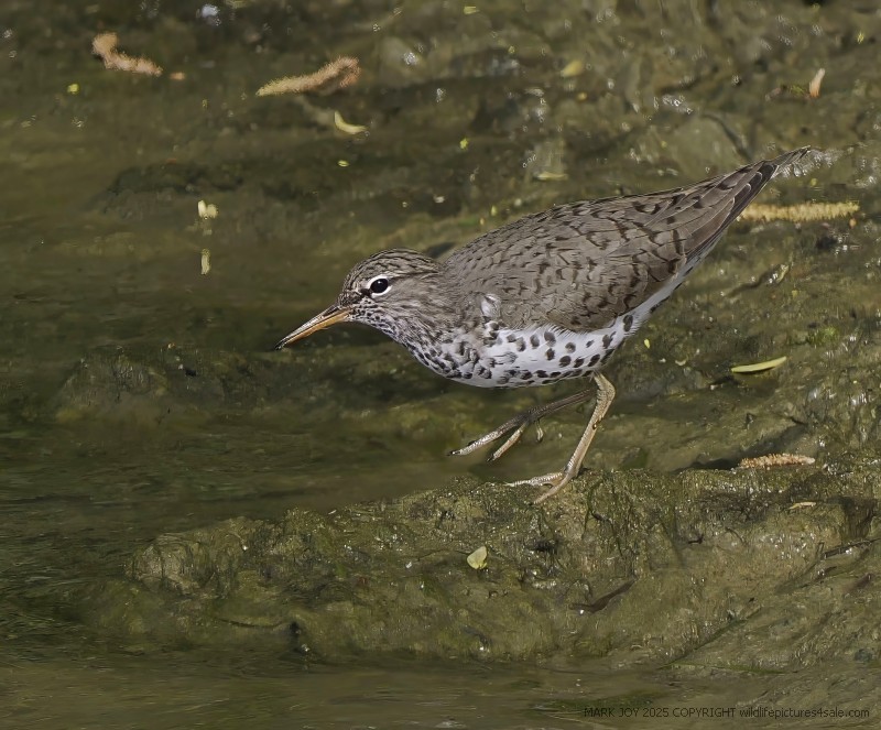 Spotted Sandpiper