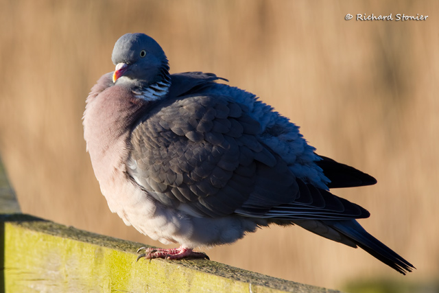 Woodpigeon