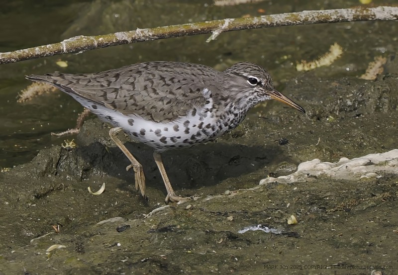 Spotted Sandpiper