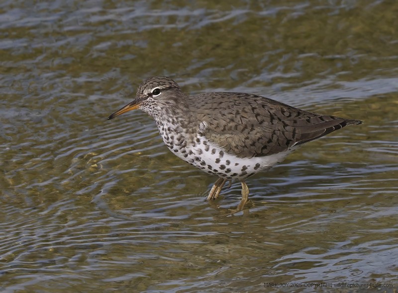 Spotted Sandpiper