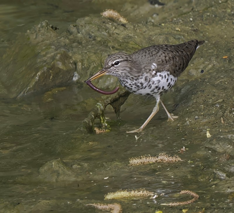 Spotted Sandpiper