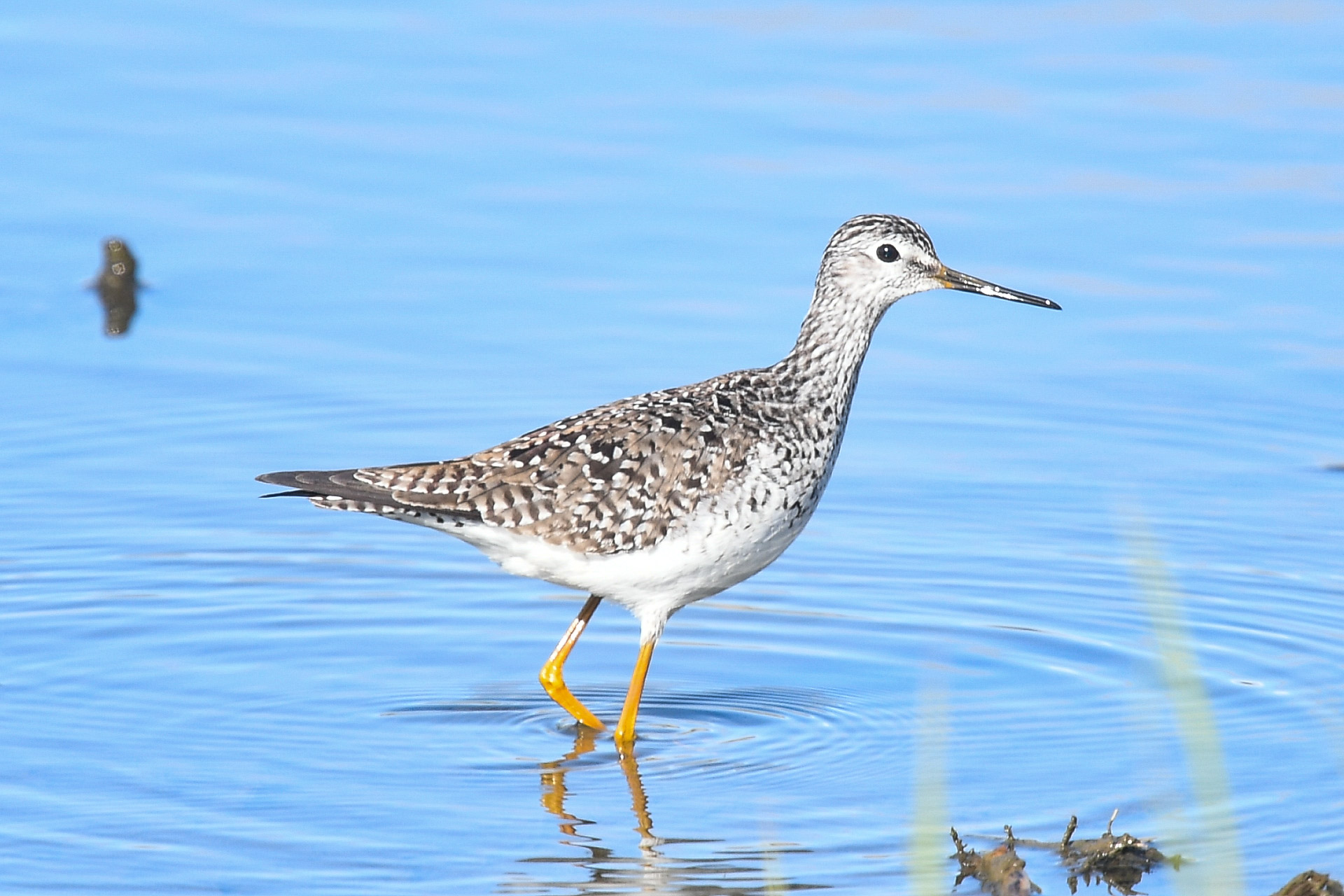 Lesser Yellowlegs