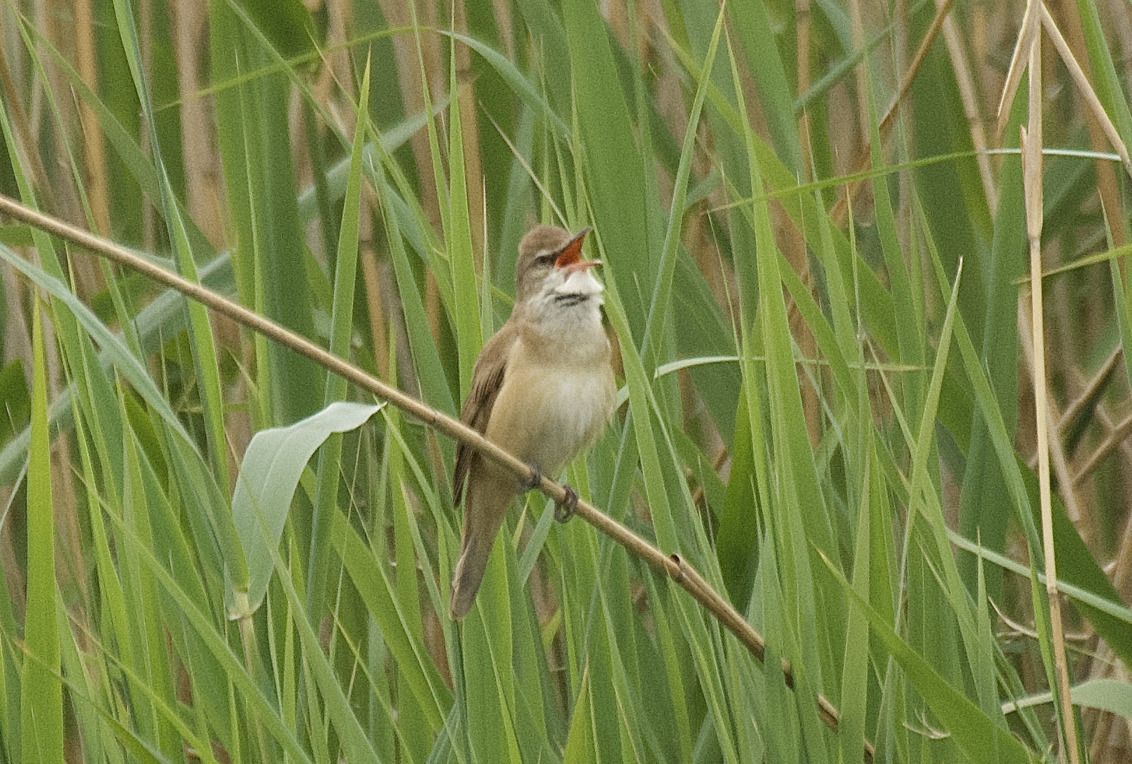 Great Reed Warbler