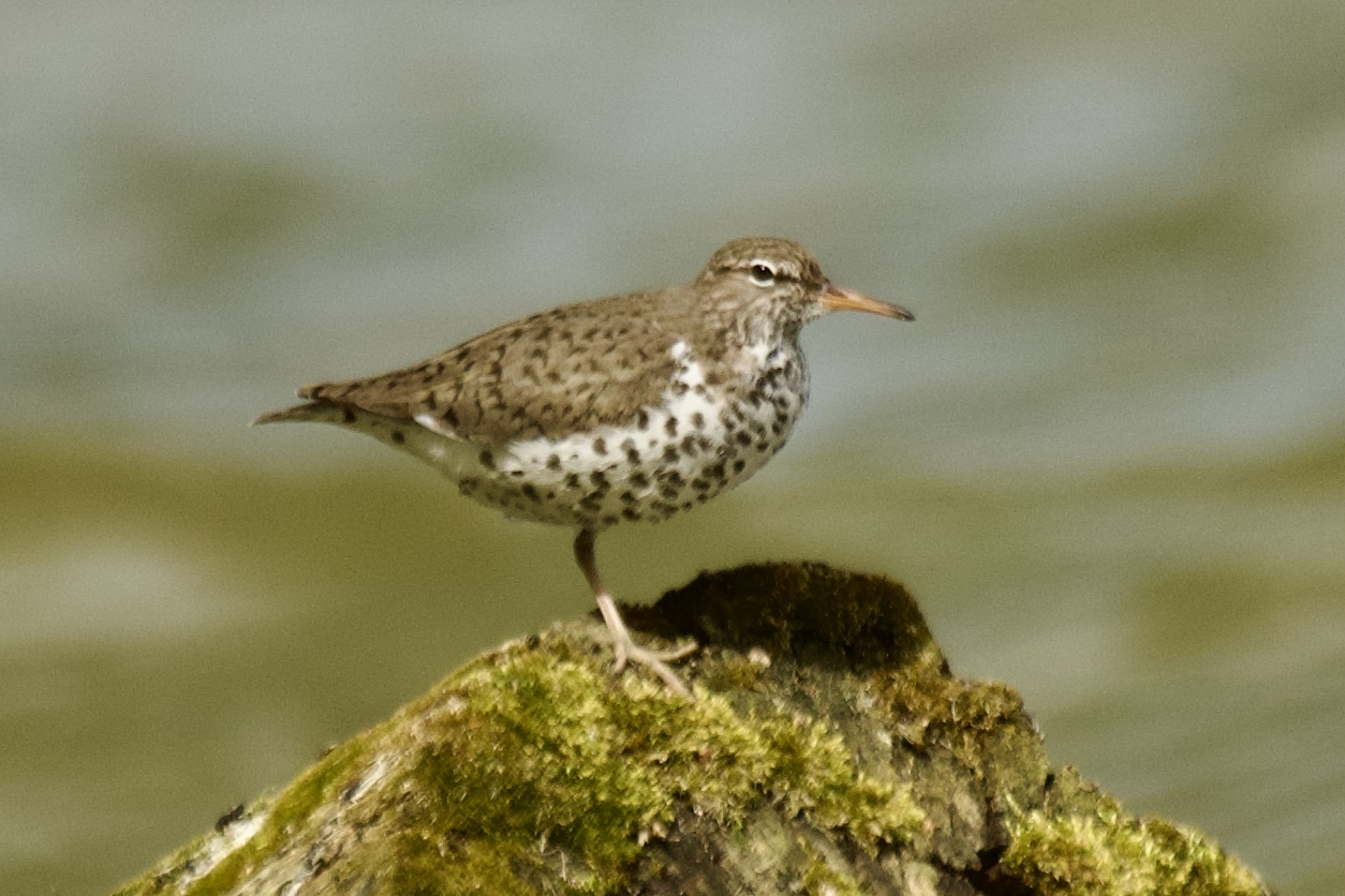 Spotted Sandpiper