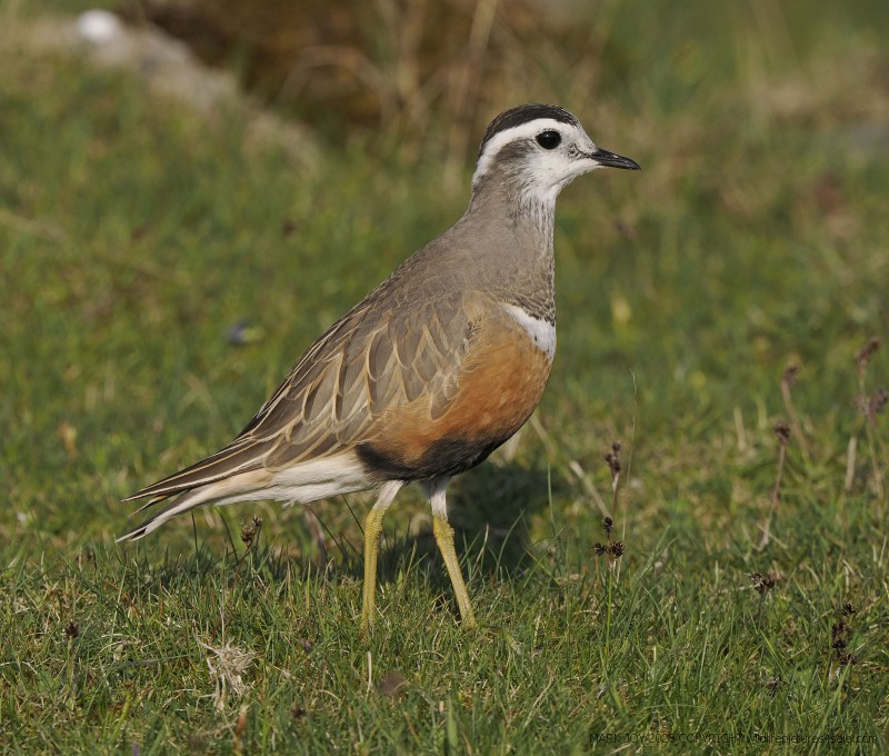 Dotterel